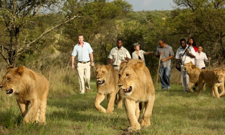 Akagera Safari
