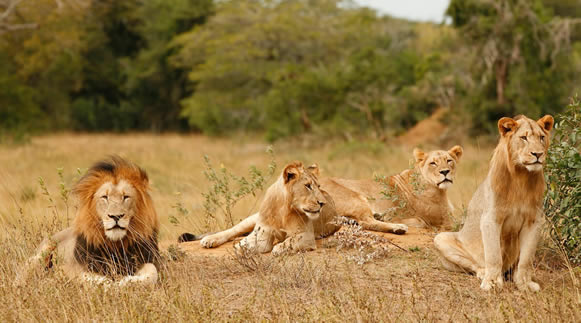 Lion