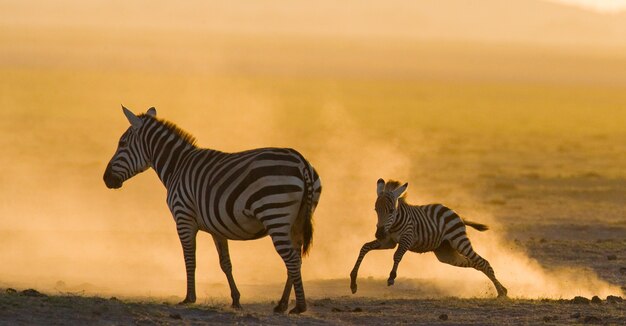 Zebras