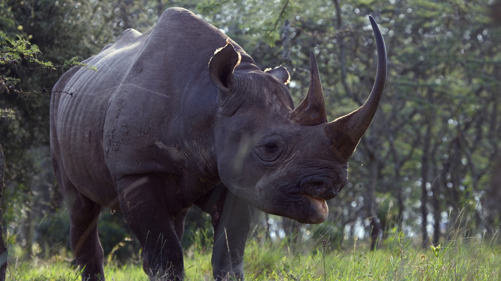 Rhino