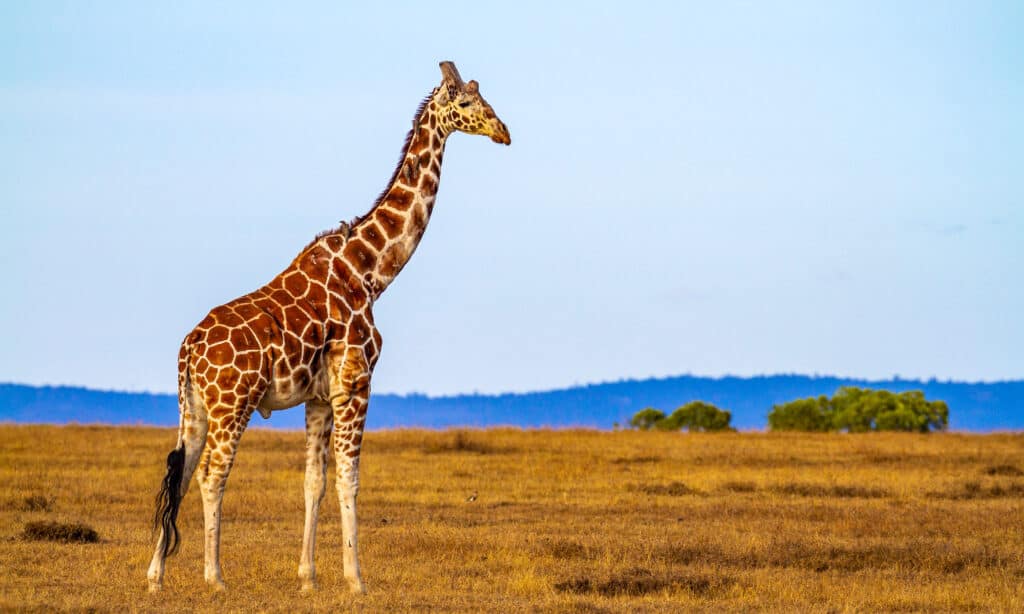 Giraffe