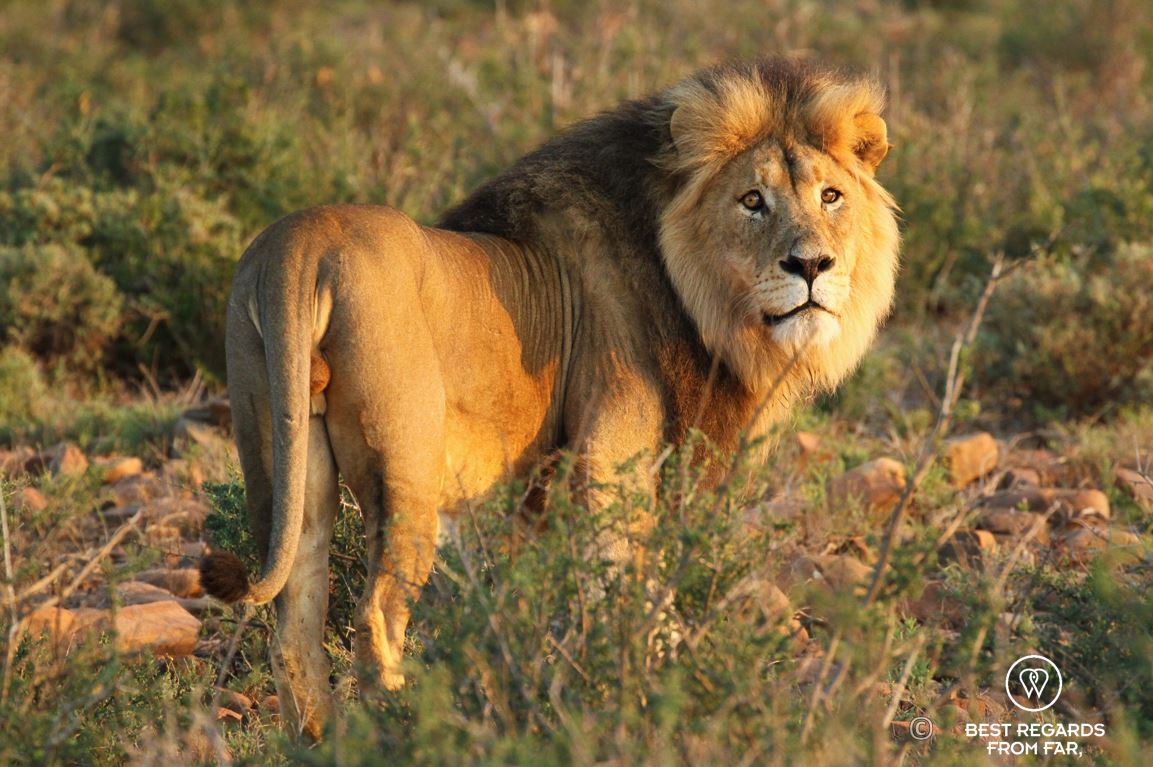 Lion