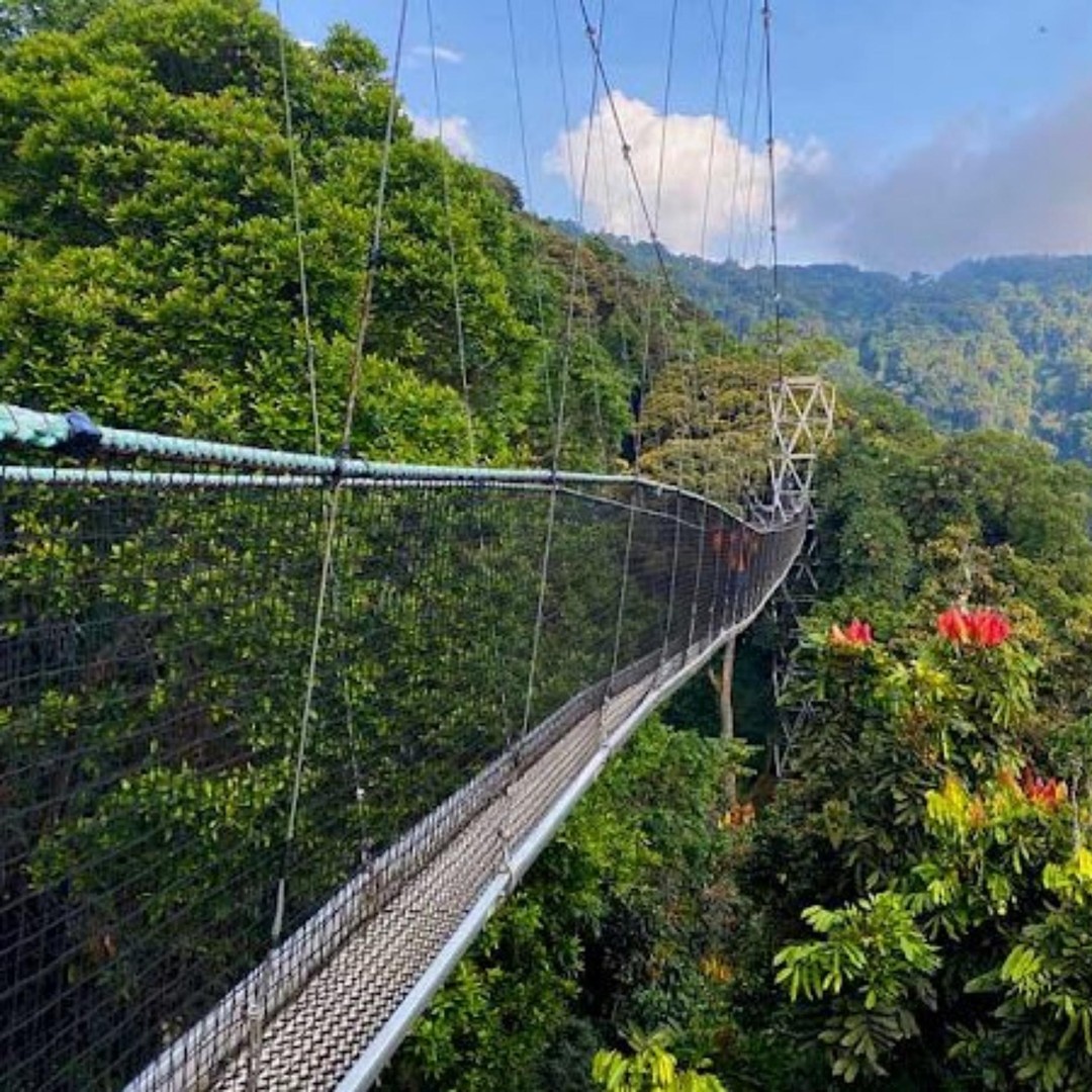 Canopy Walk