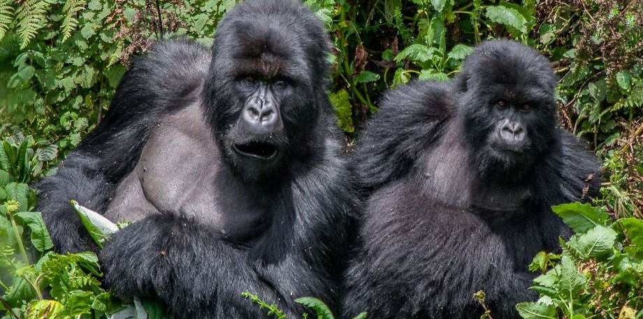 Amahoro Family