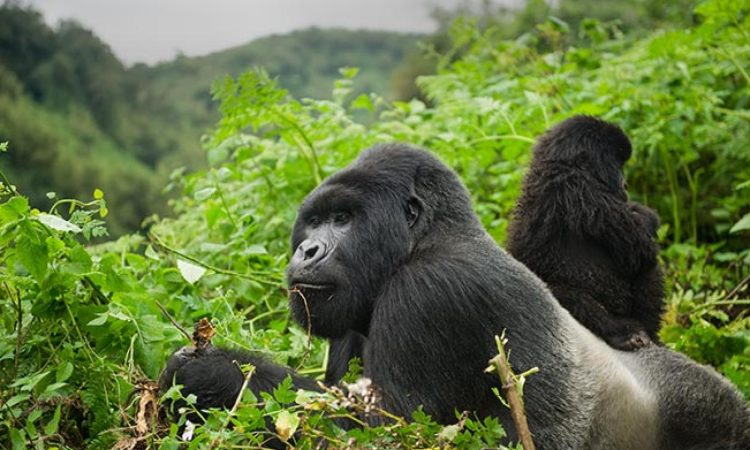 Hirwa Family