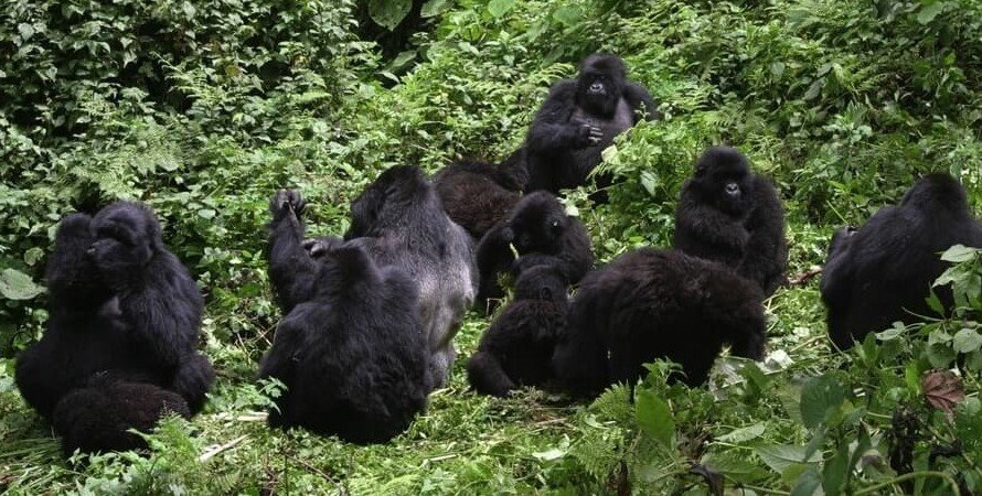 Sabyinyo Family