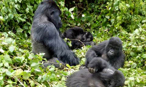 Umubano Family