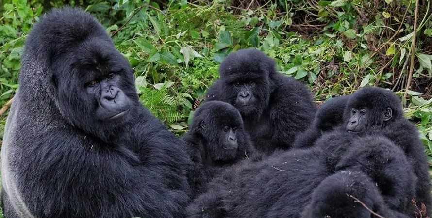 Silverback Gorilla