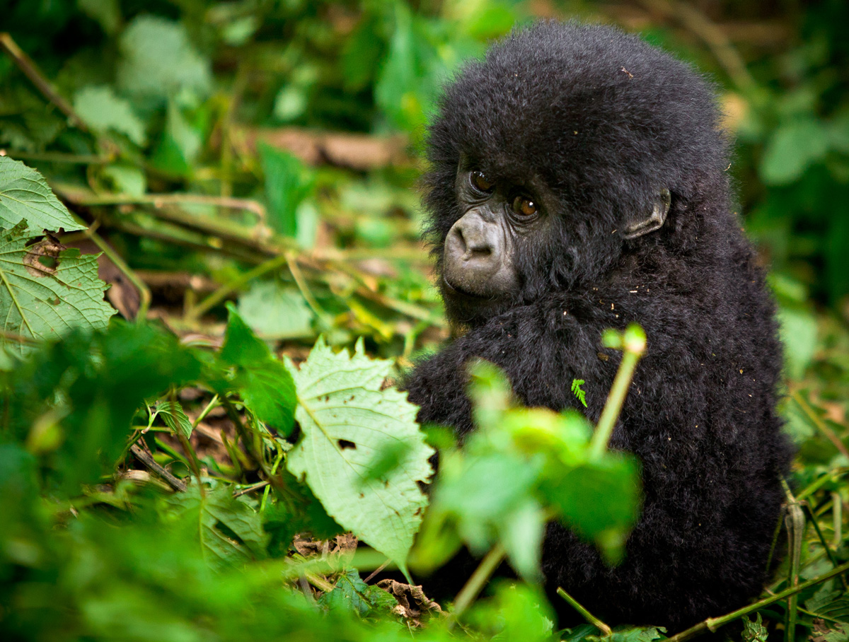 Baby Gorilla