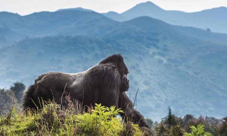 Virunga Volcanoes