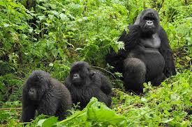 Gorilla Family