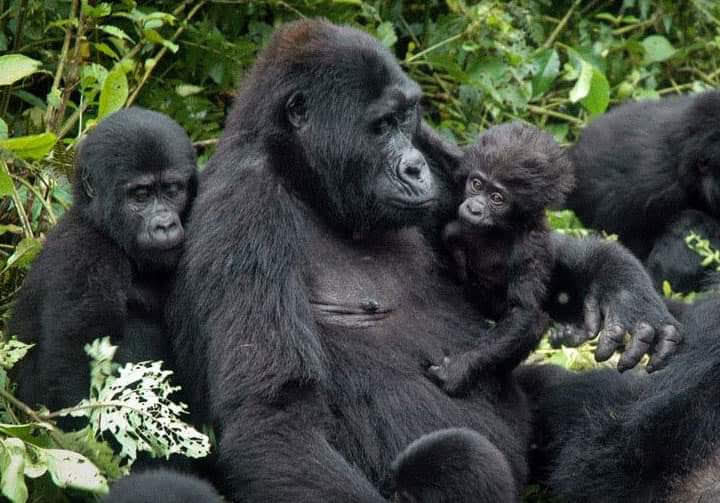 Gorilla Family