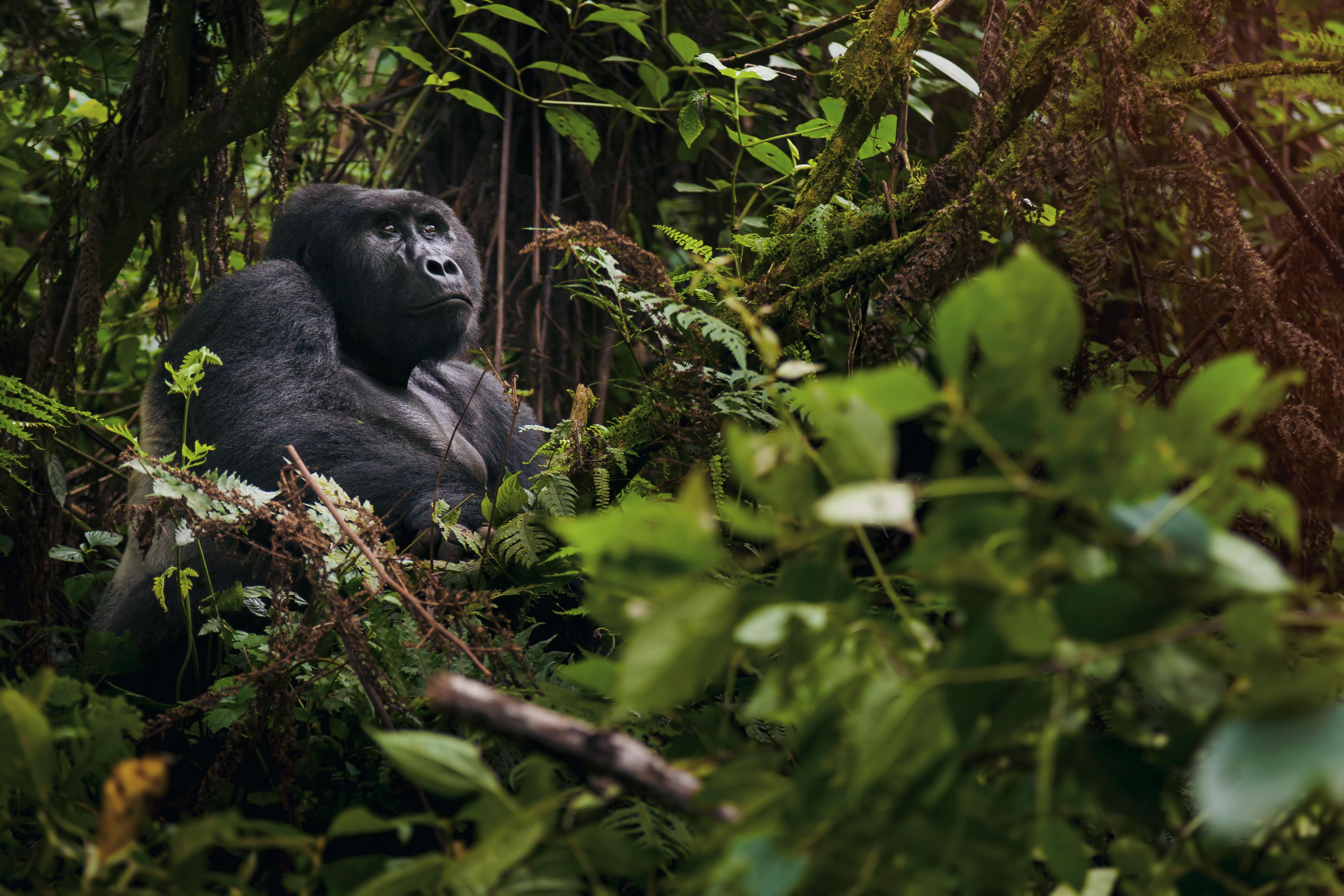 Gorilla Family