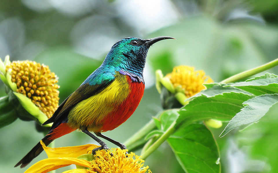 Birding Nyungwe
