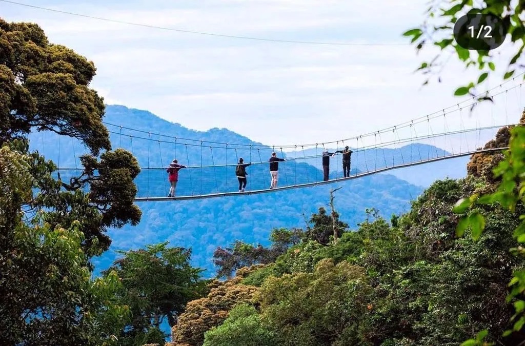 Canopy Walk