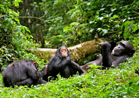 Chimpanzee Tracking