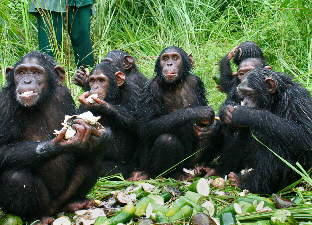 Chimps