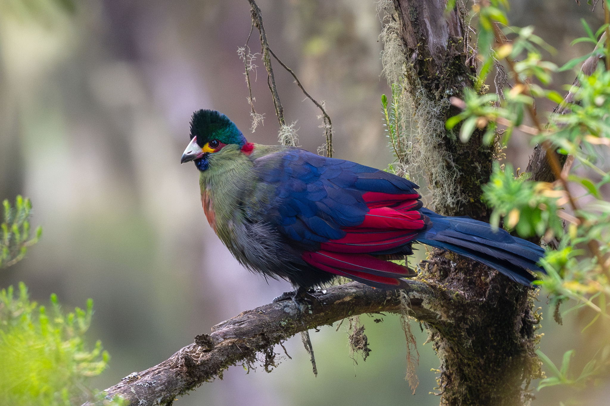 Forest birds