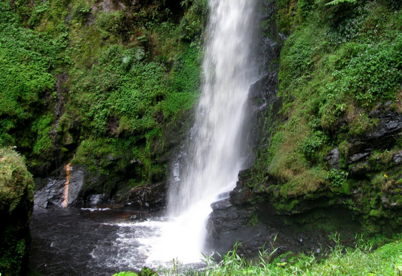 Forest waterfall