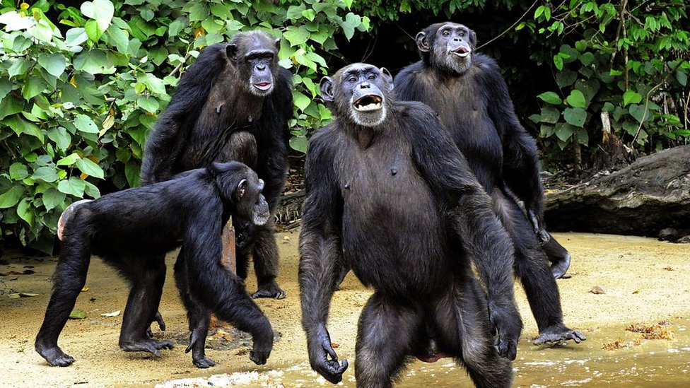 Chimpanzee