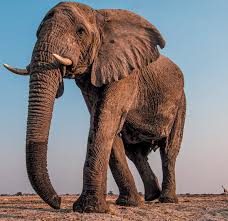 Elephant