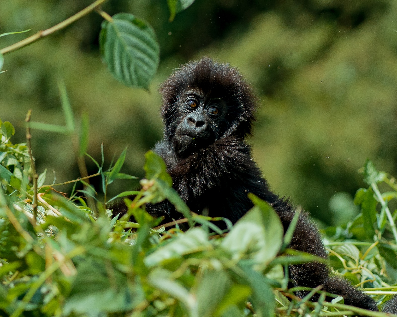 Baby Gorilla