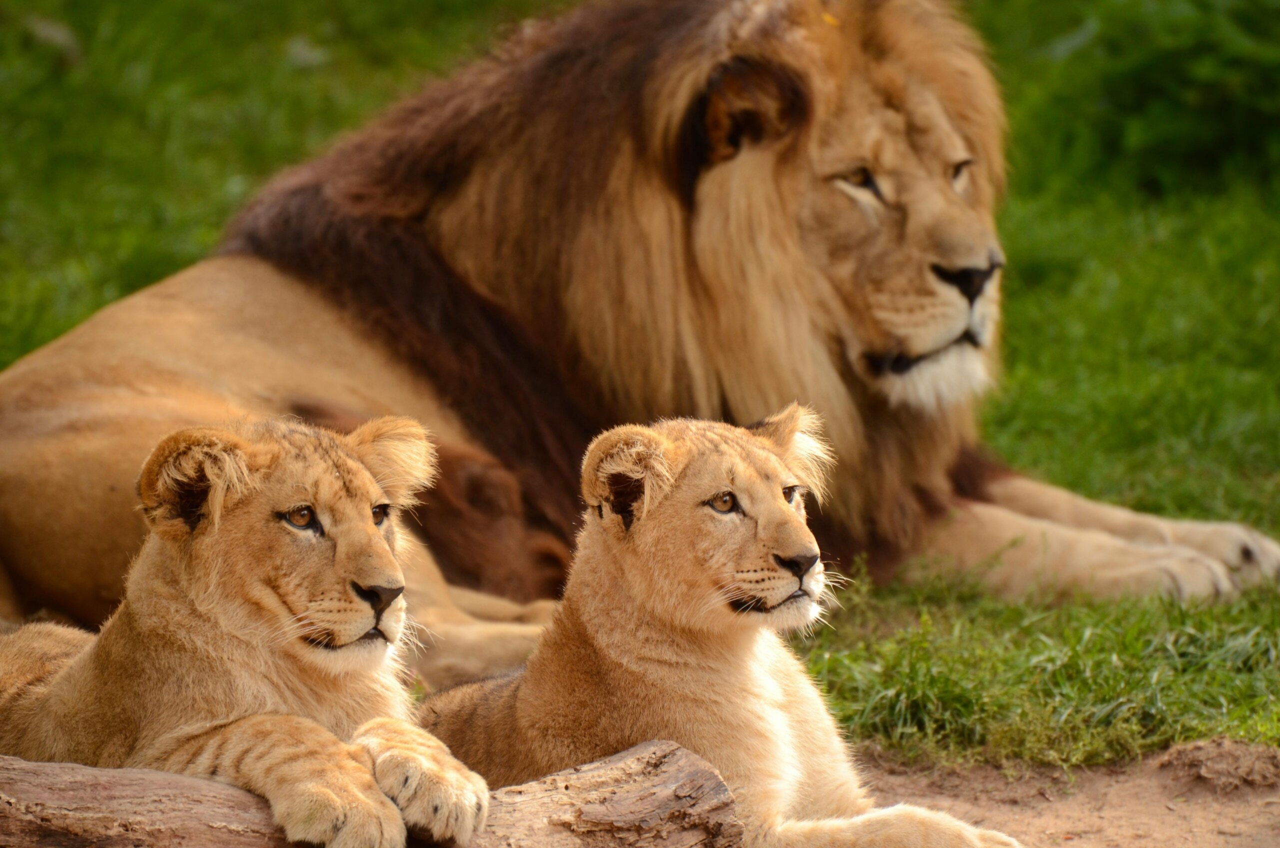 Lion Akagera