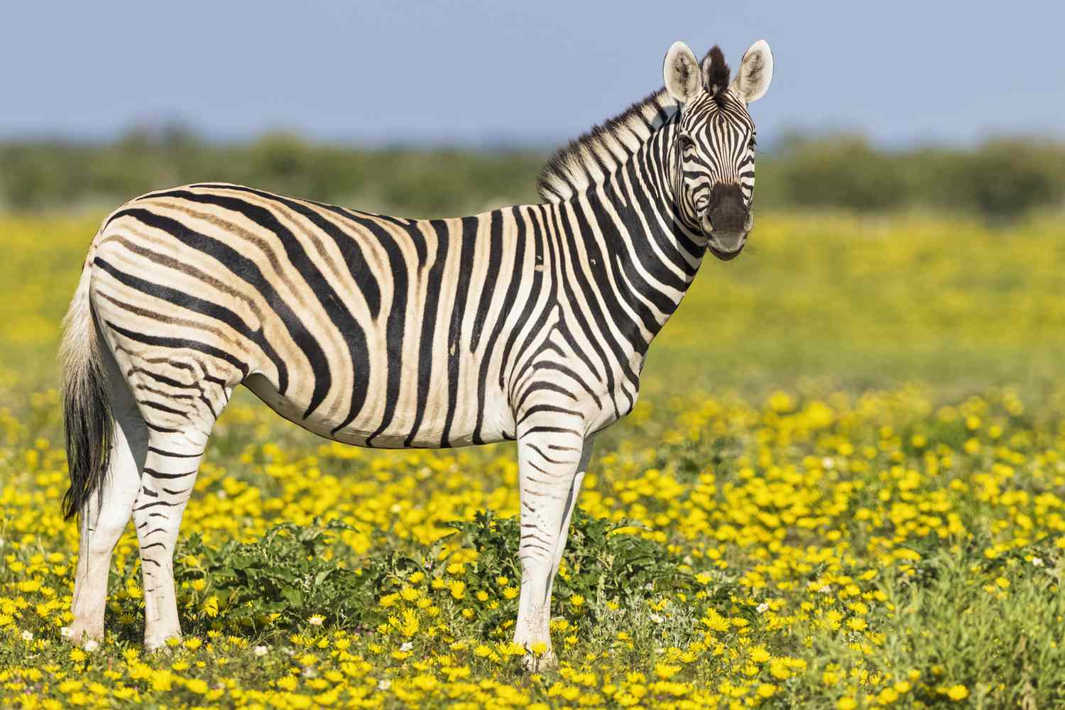 Zebras