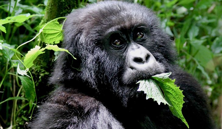 Gorilla Tour