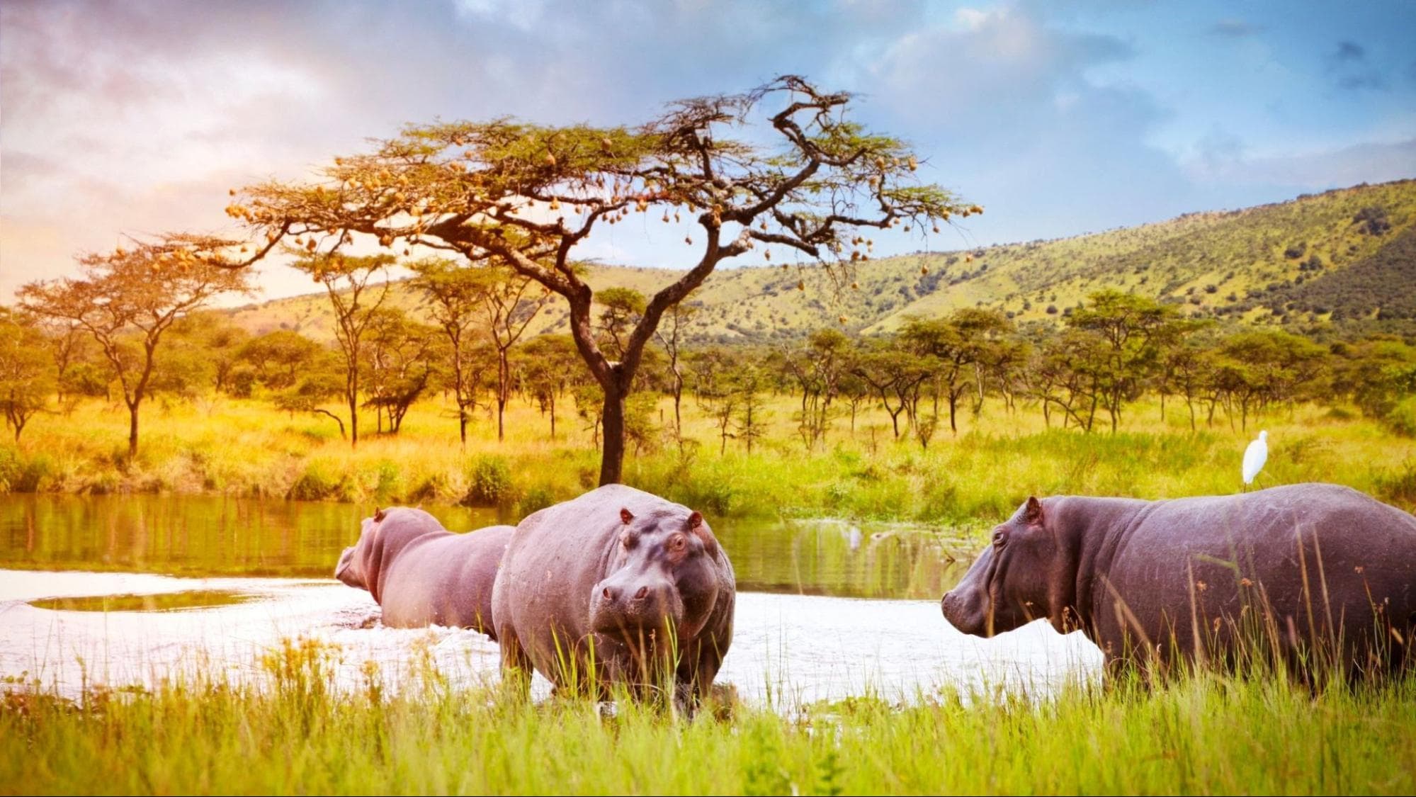 Akagera Safari
