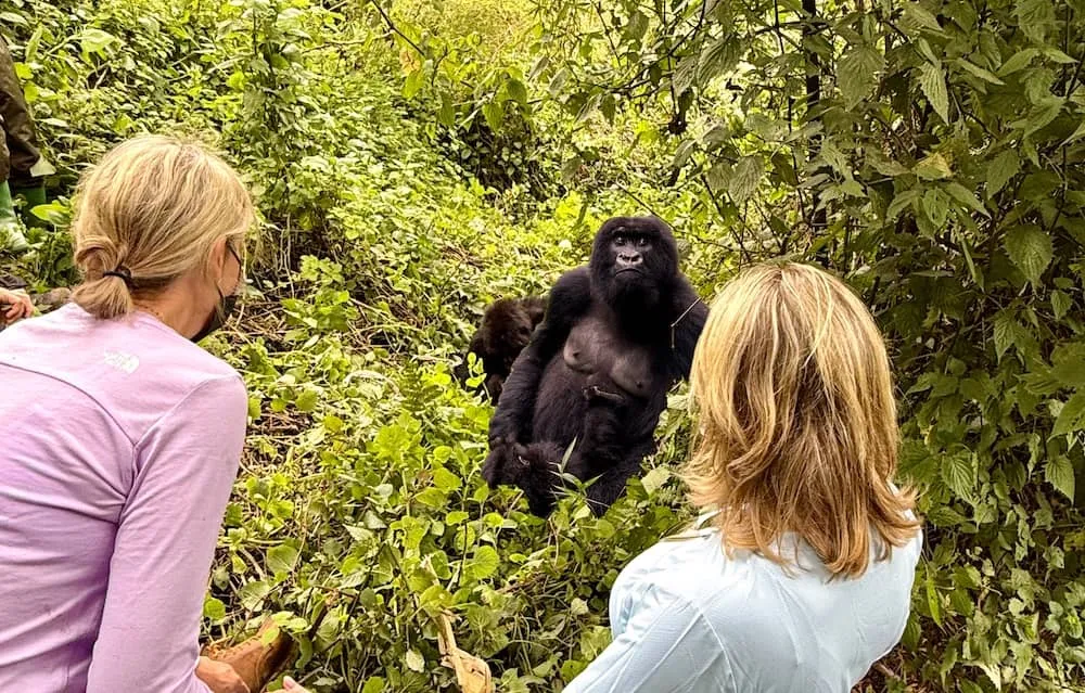 Gorilla Trek