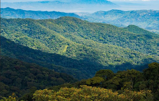 Nyungwe Canopy Walk