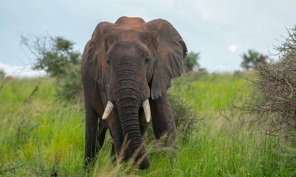 Elephant Akagera