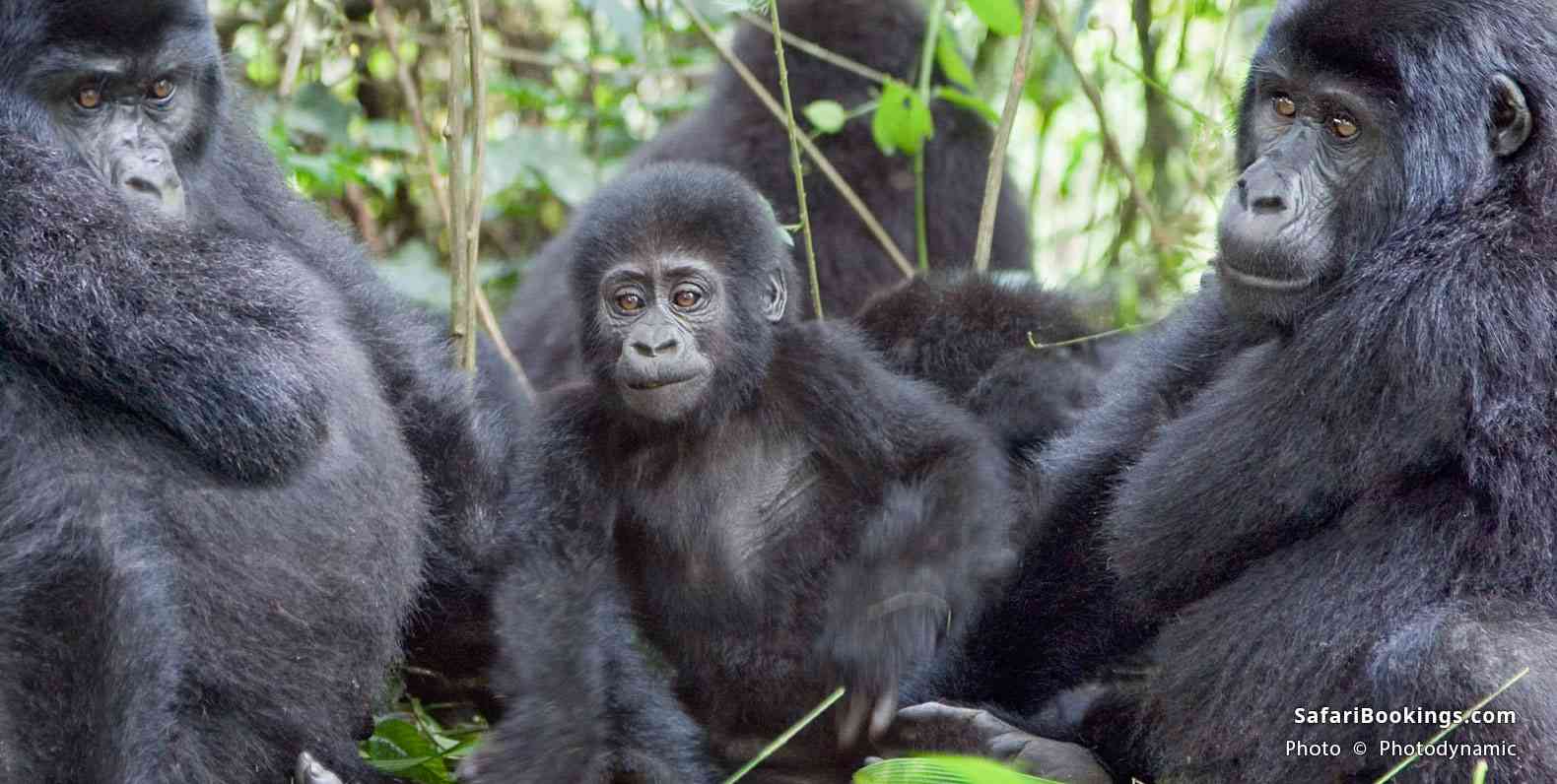 Silverback Gorilla