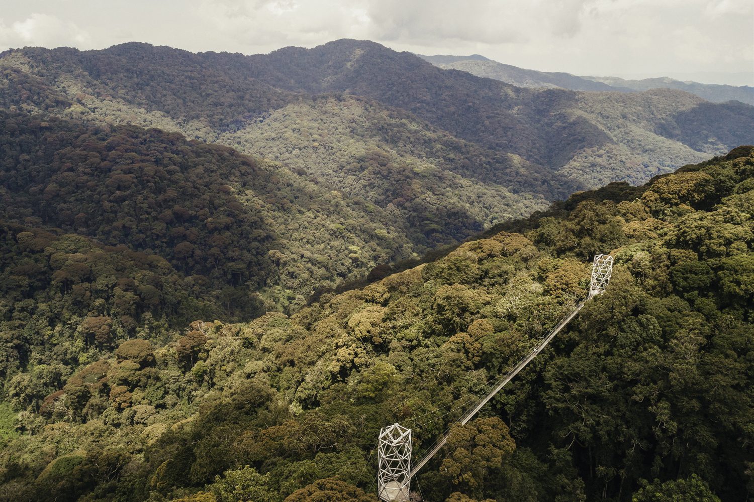 Nyungwe Canopy Walk