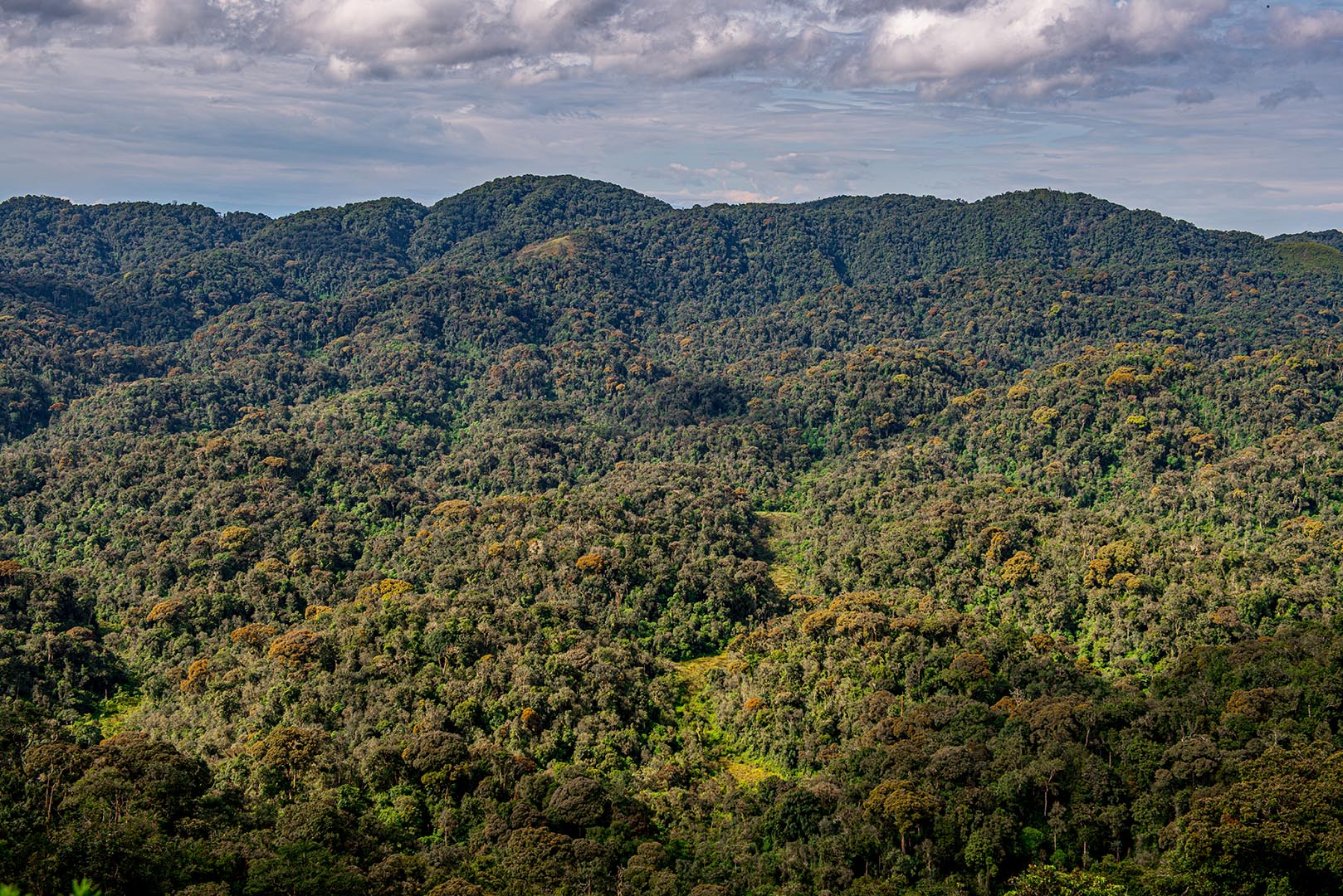 Chimpanzee Nyungwe